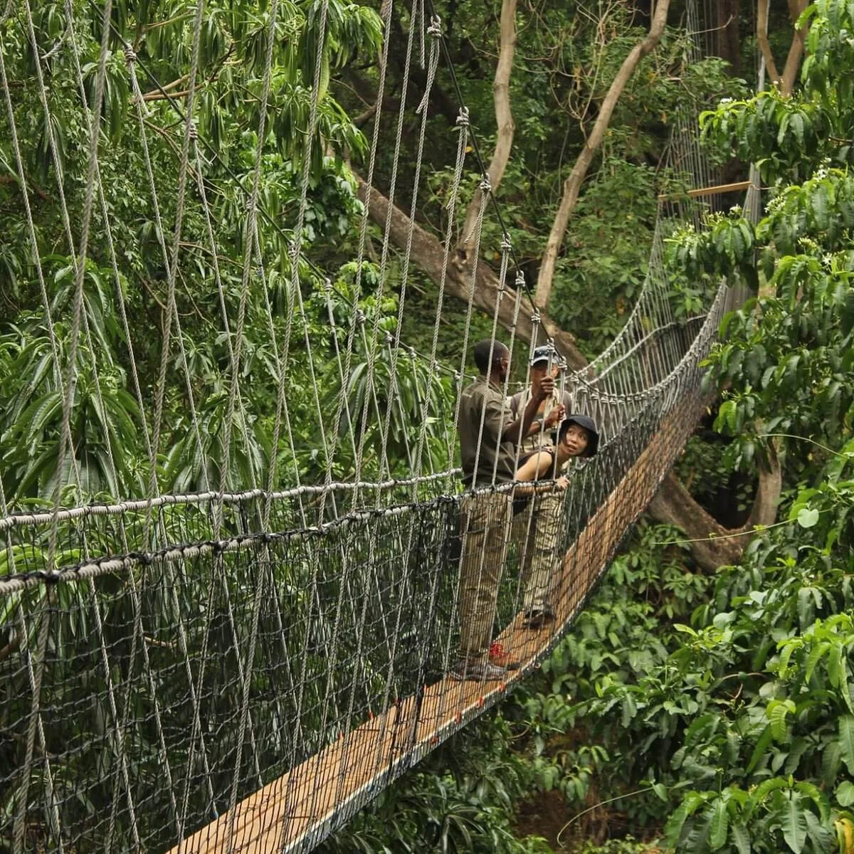 Treetop Walk image